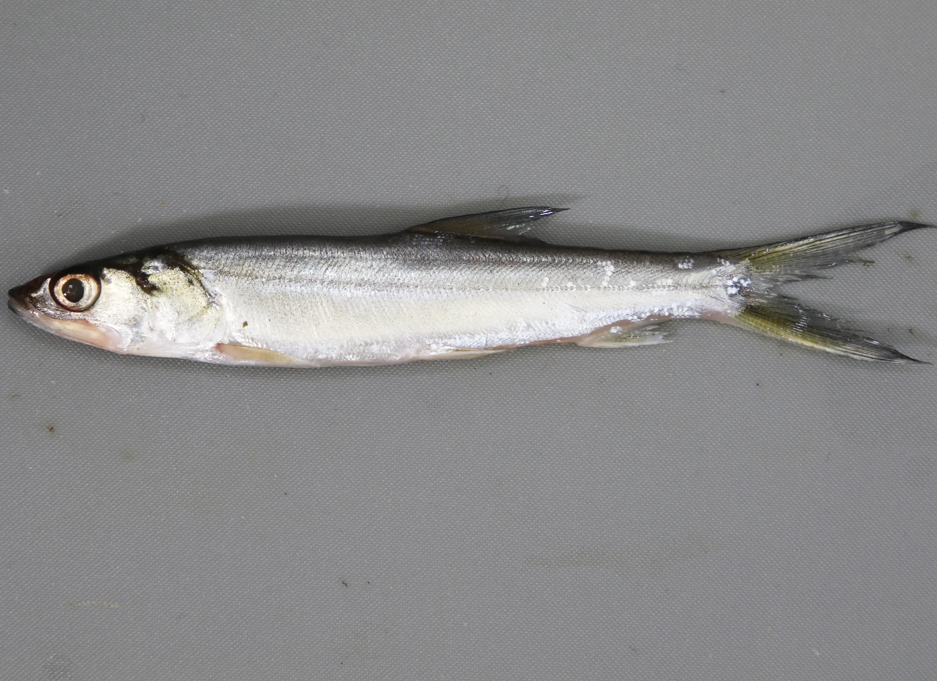 Ladyfish