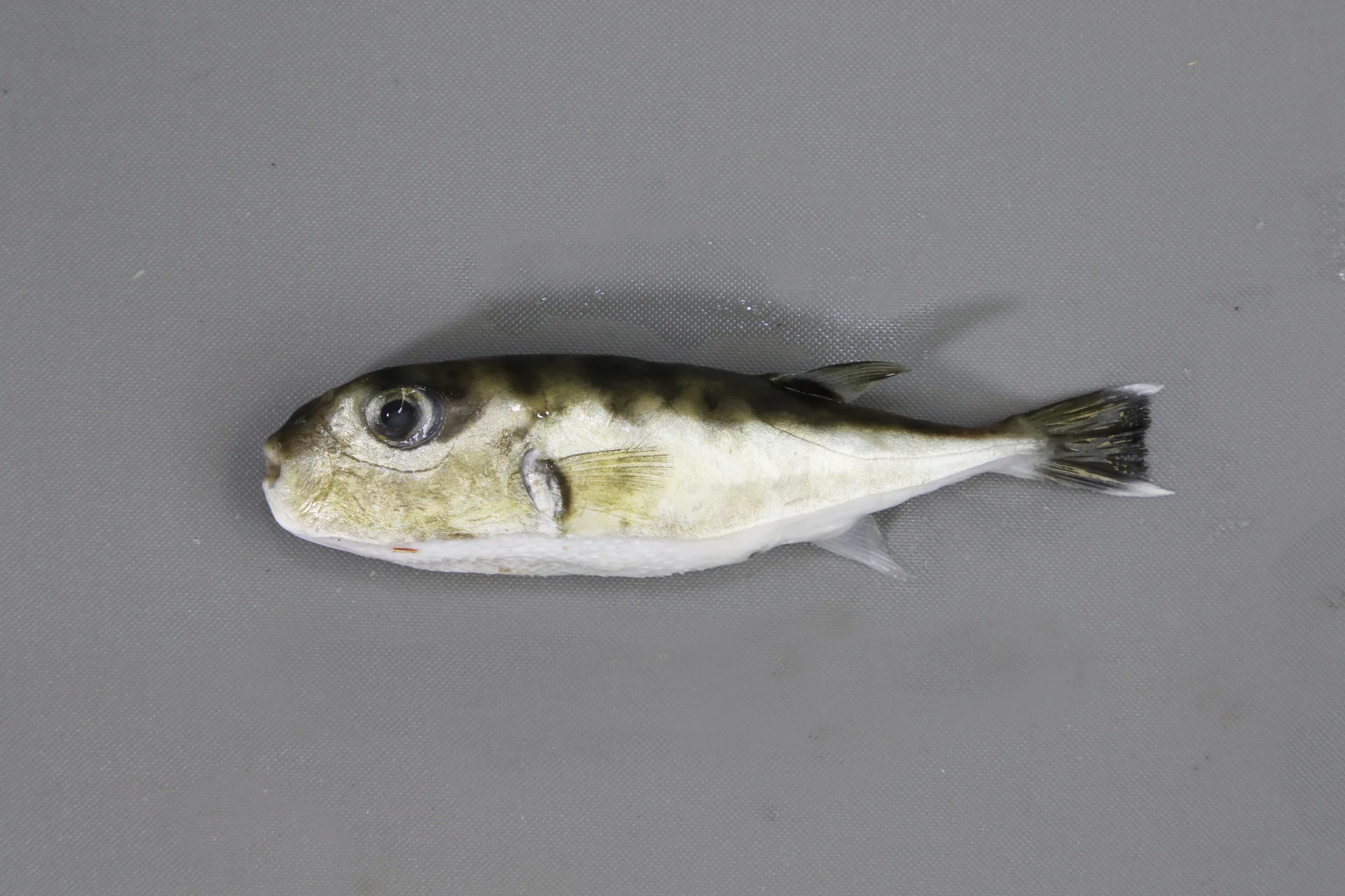 Puffer Smooth