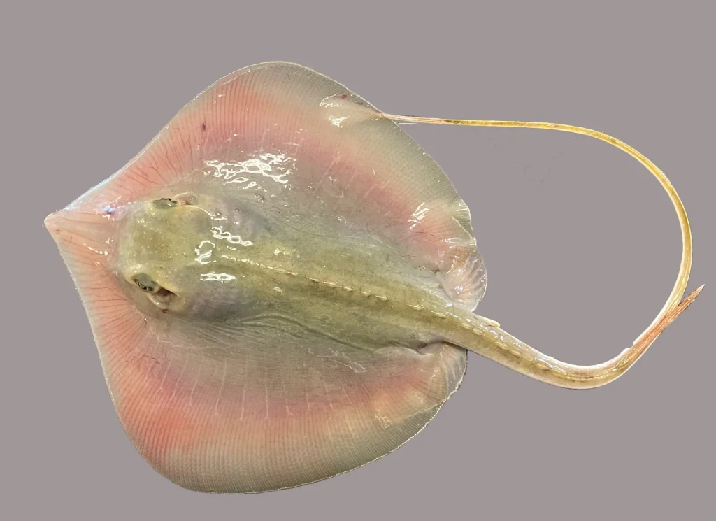 Stingray Atlantic