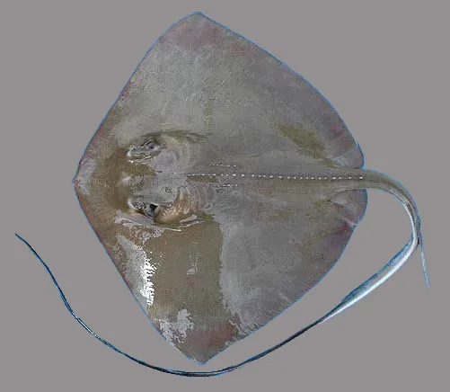Southern Stingray
