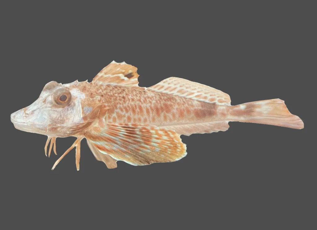 Northern Searobin