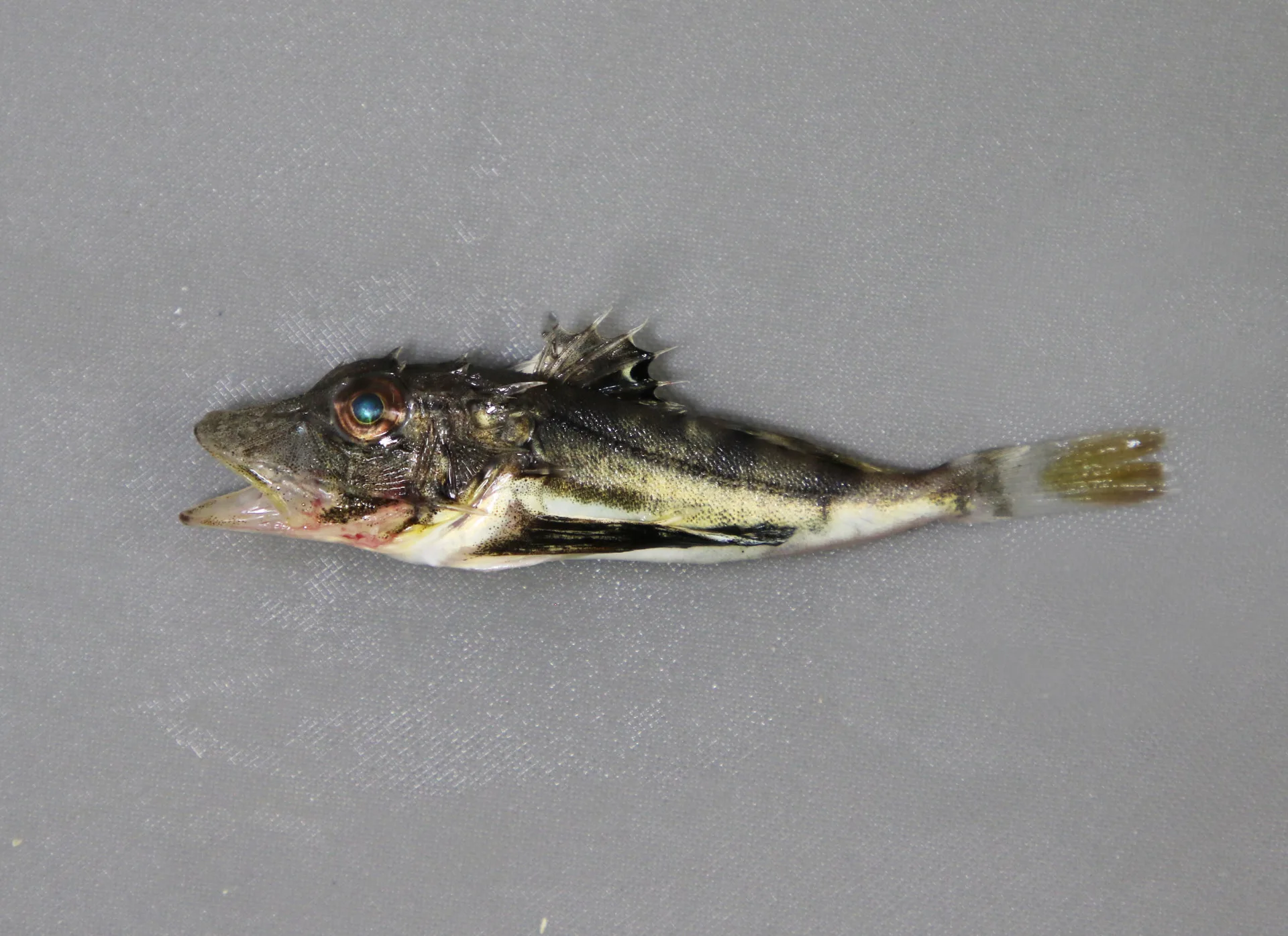 Striped Searobin