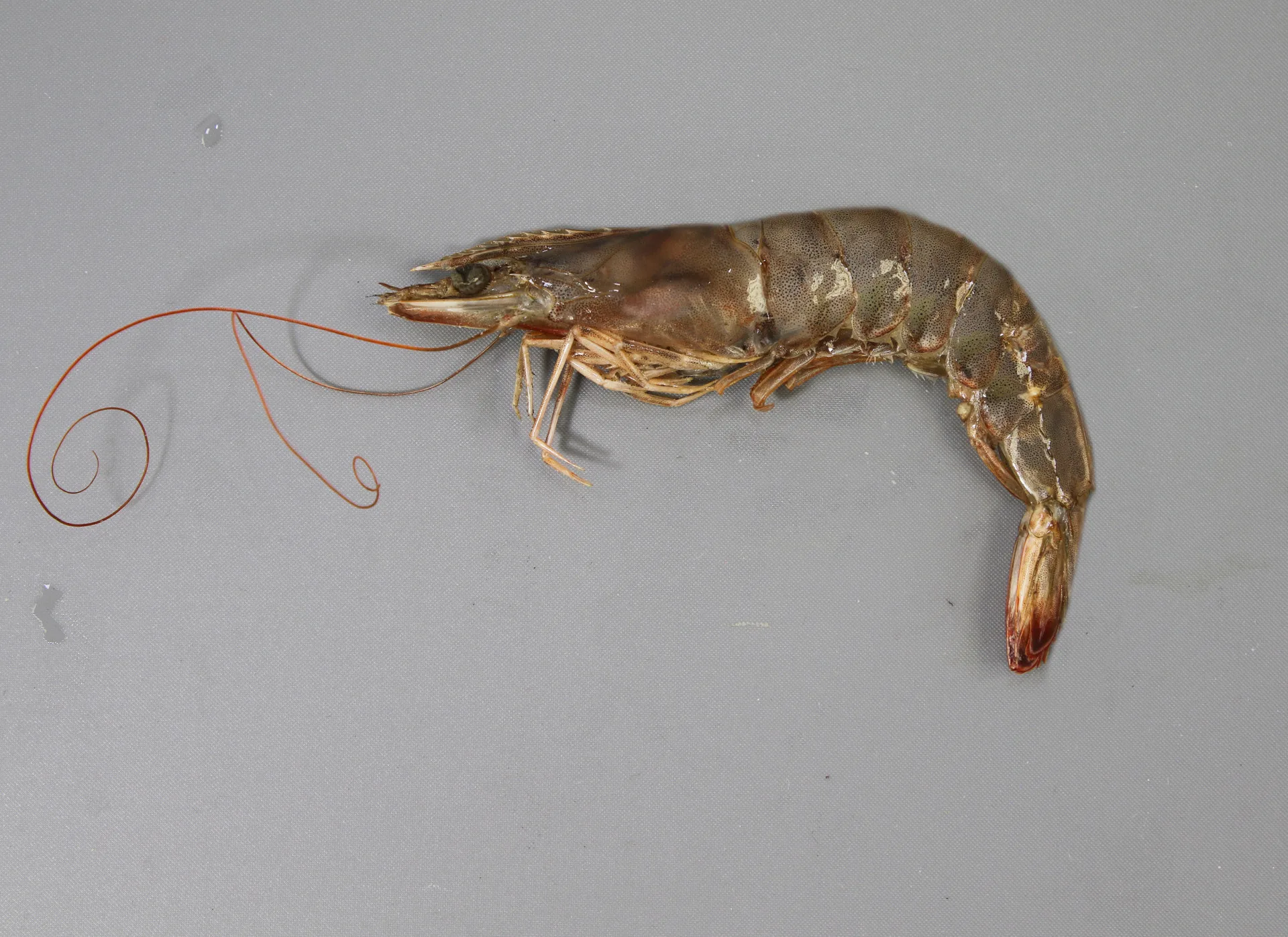 ShrimpBrown
