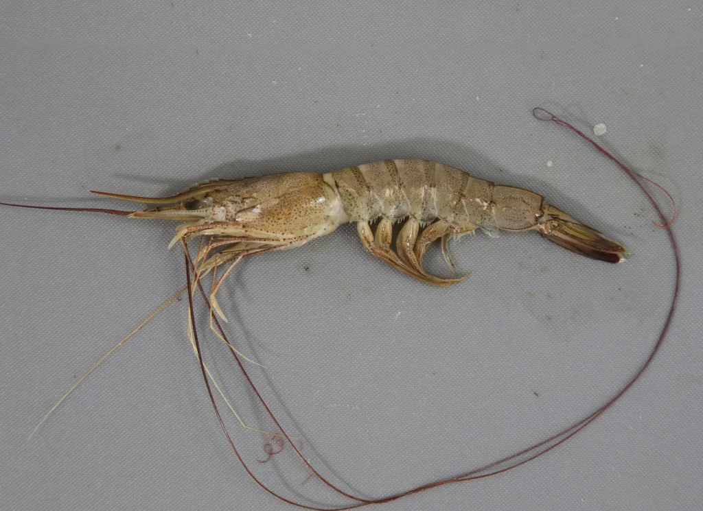 Seabob