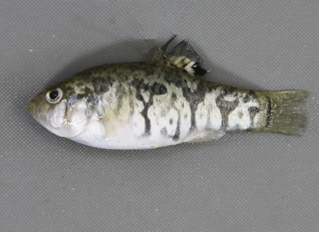 Sheepshead Minnow