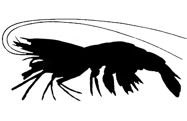 shrimp-like