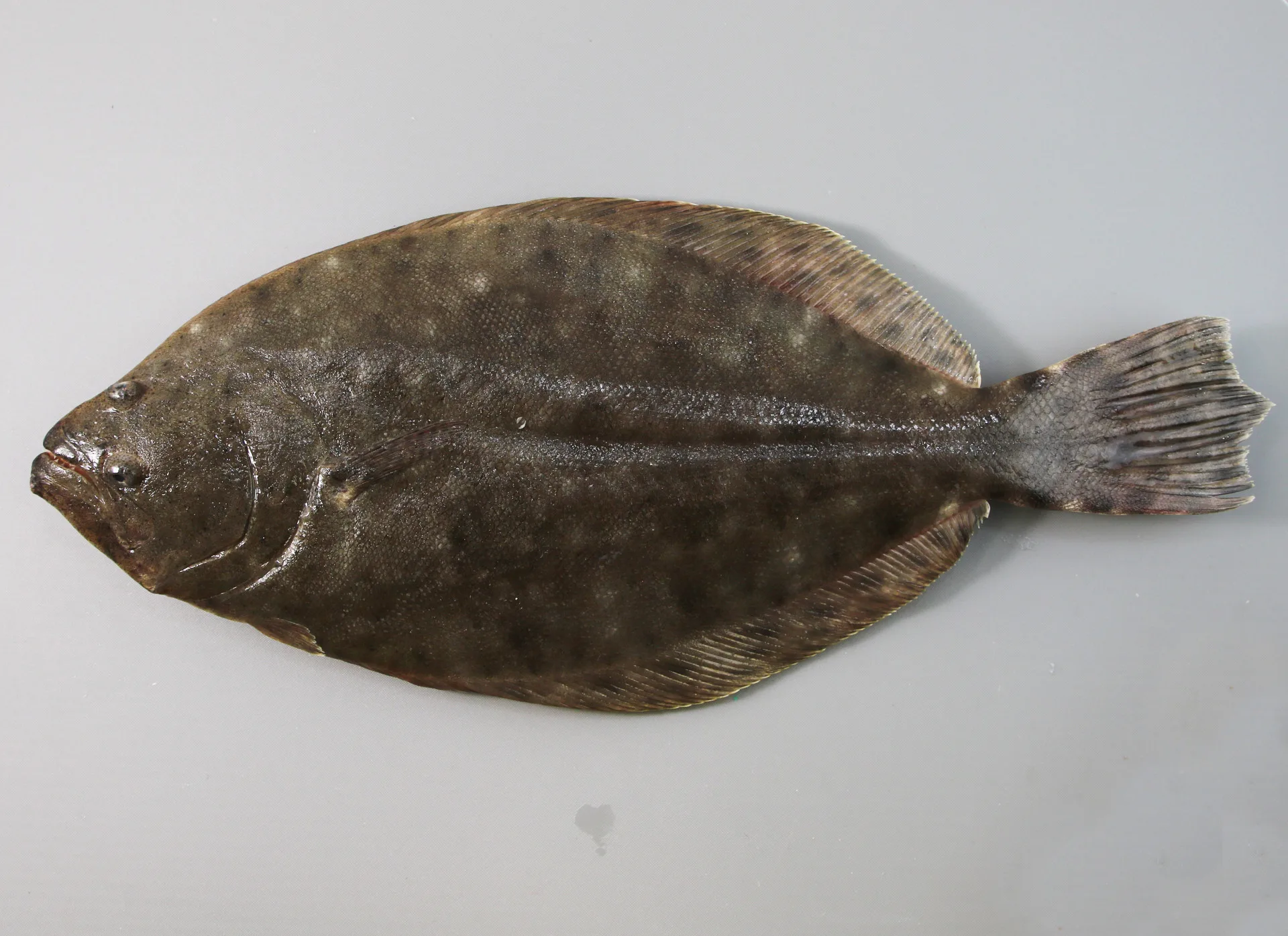 Southern Flounder