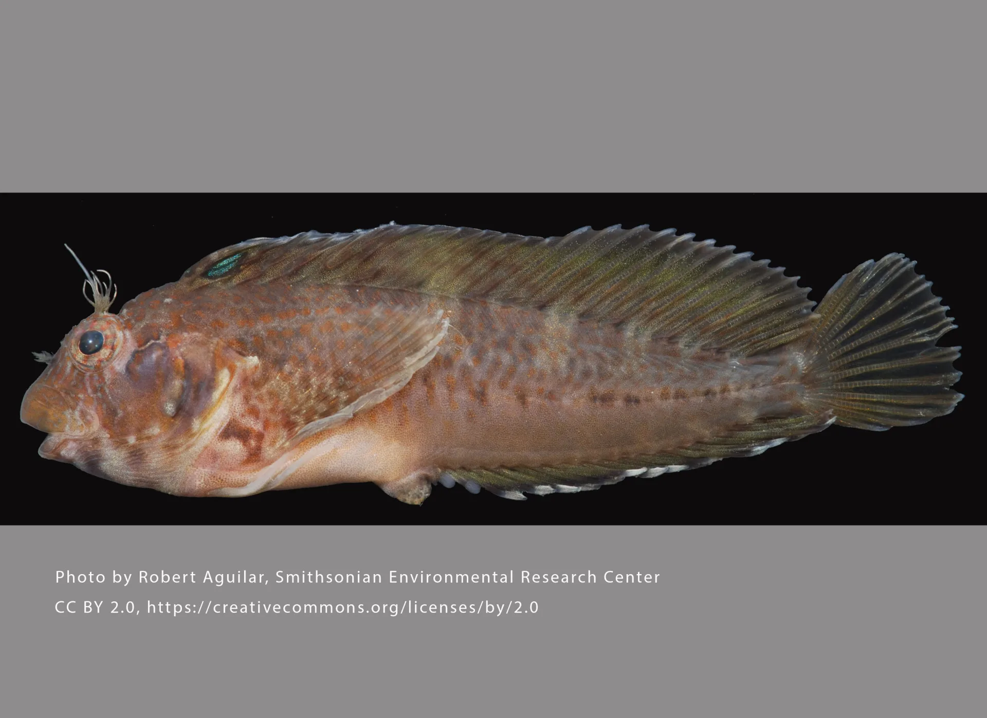 Crested Blenny