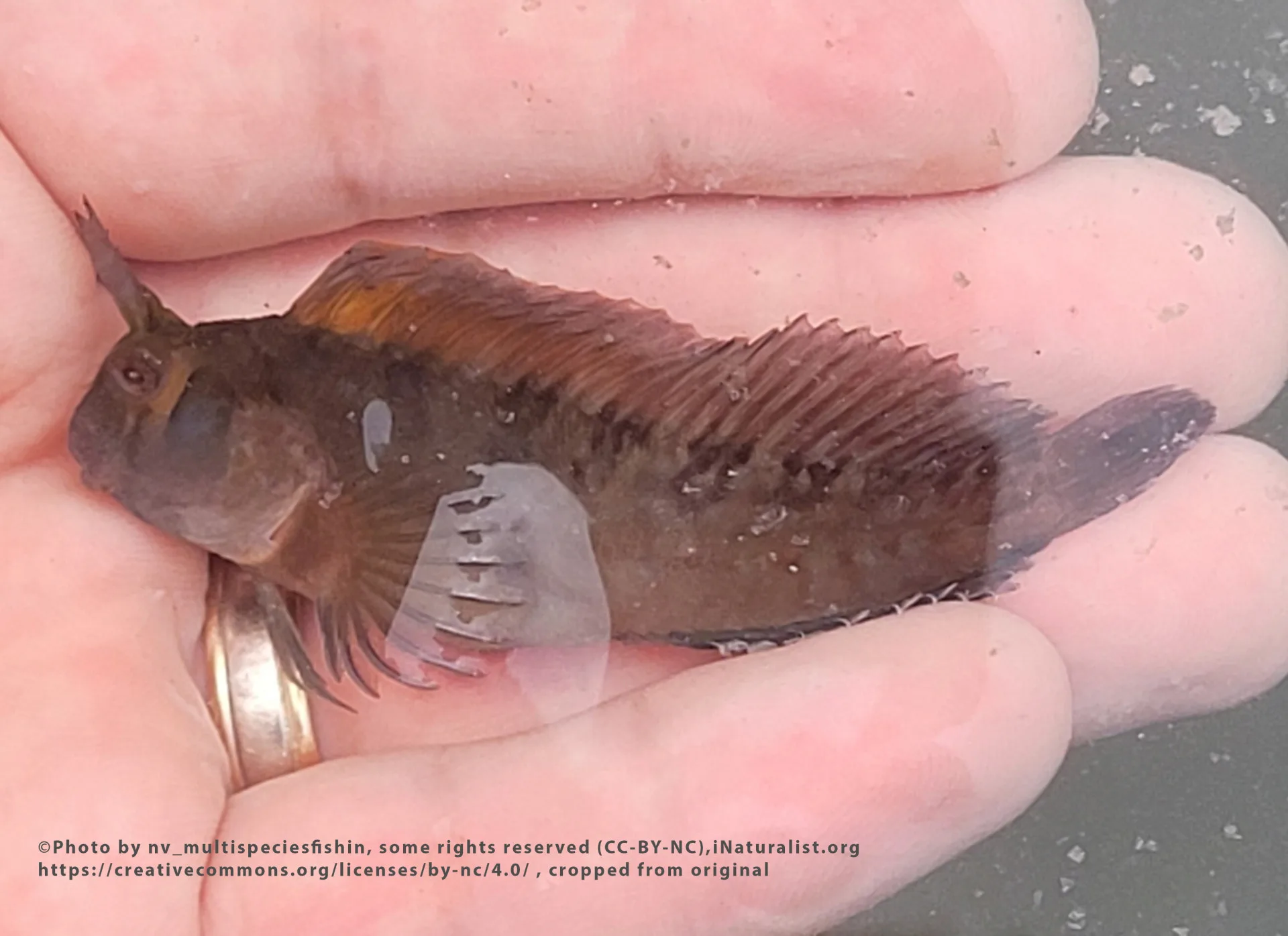 Freckled Blenny