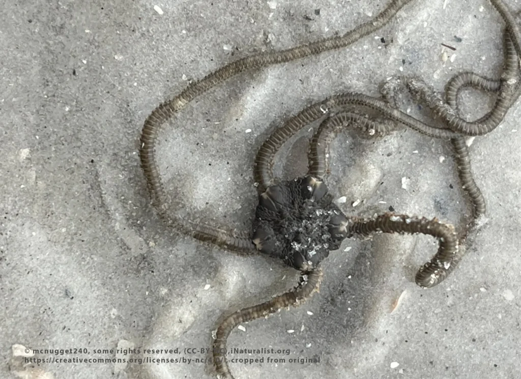 Brittle Star