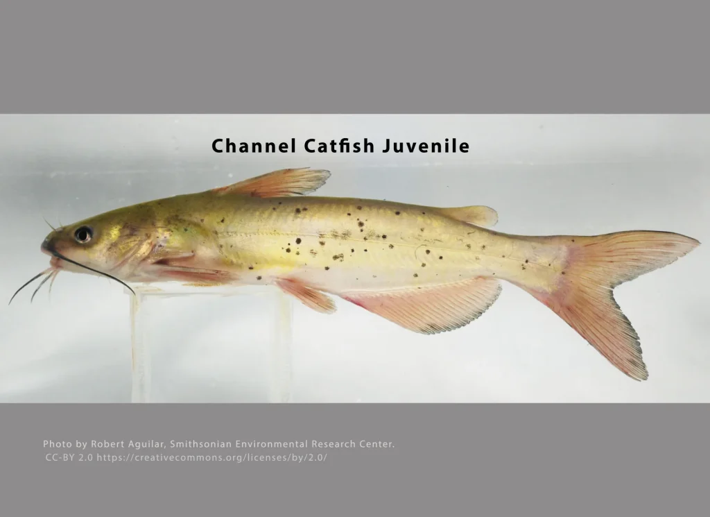 Channel Catfish Juvenile