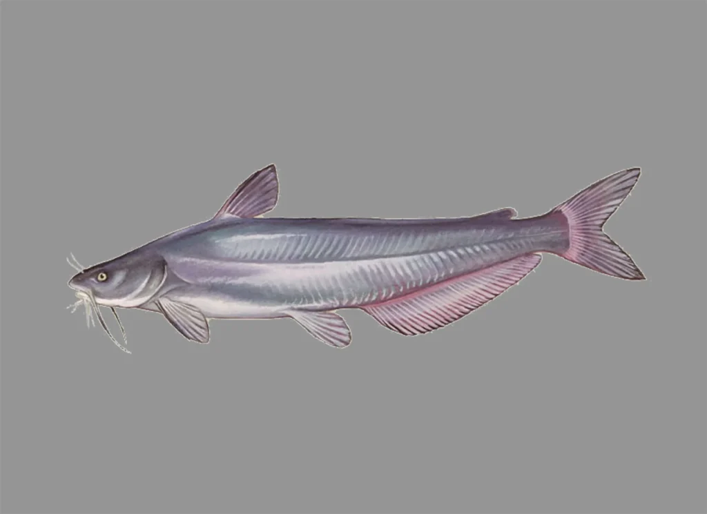 Blue Catfish
