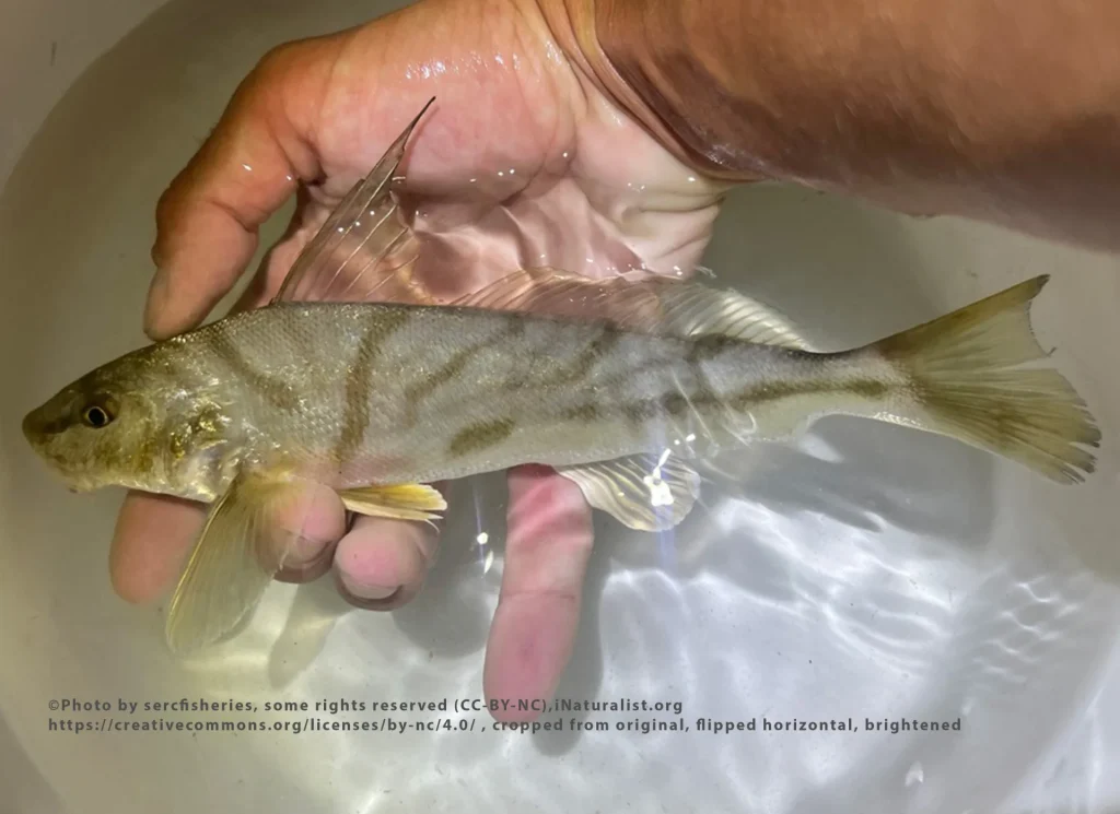 Northern Kingfish
