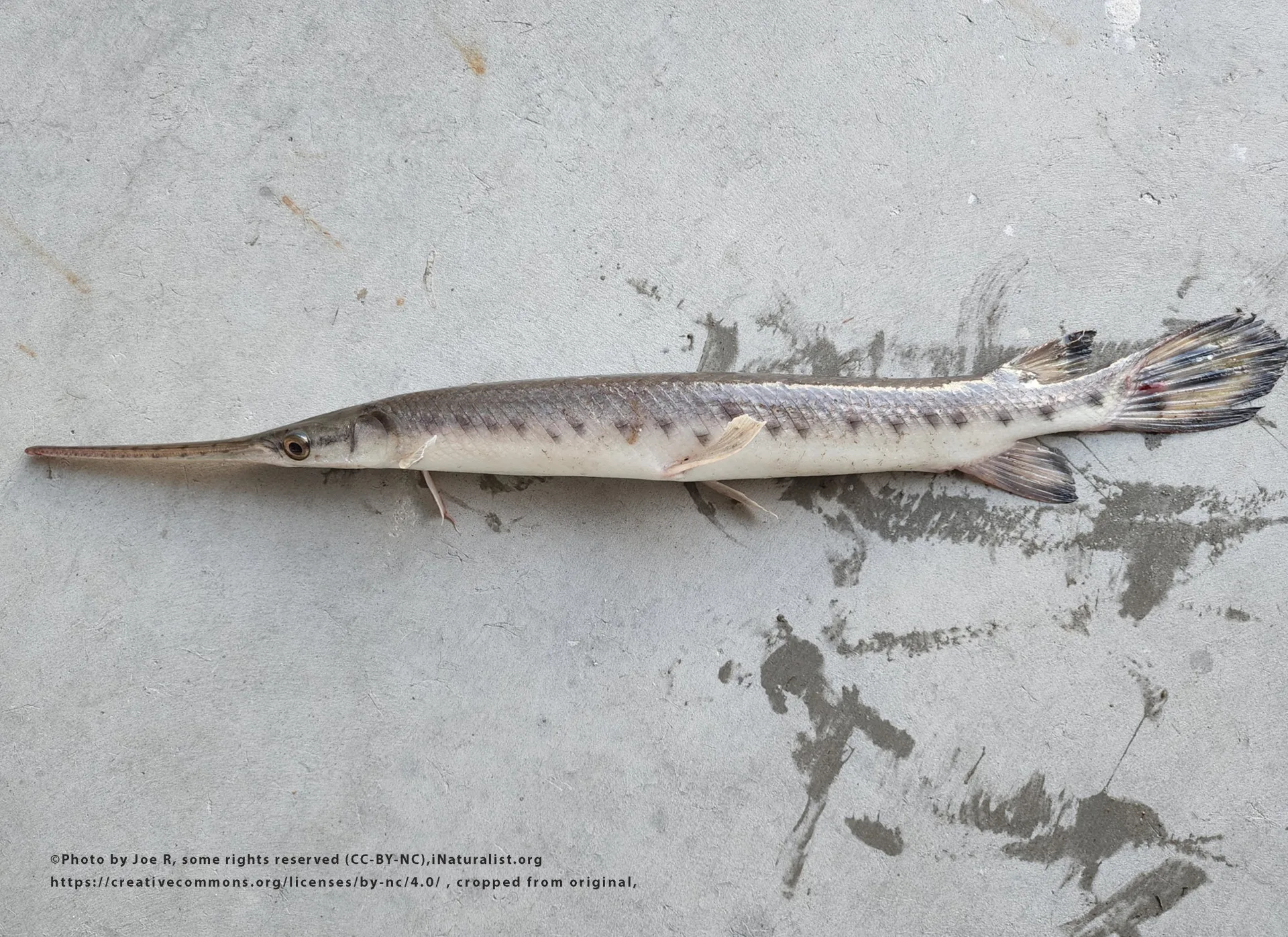 Longnose Gar
