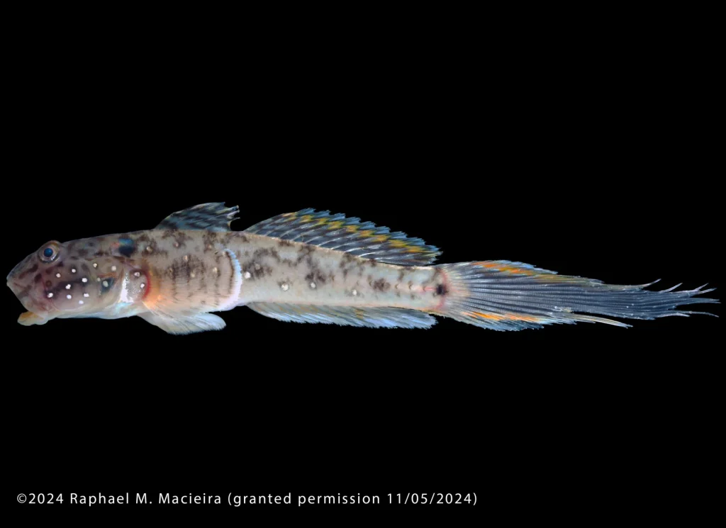 Emerald Goby Detail
