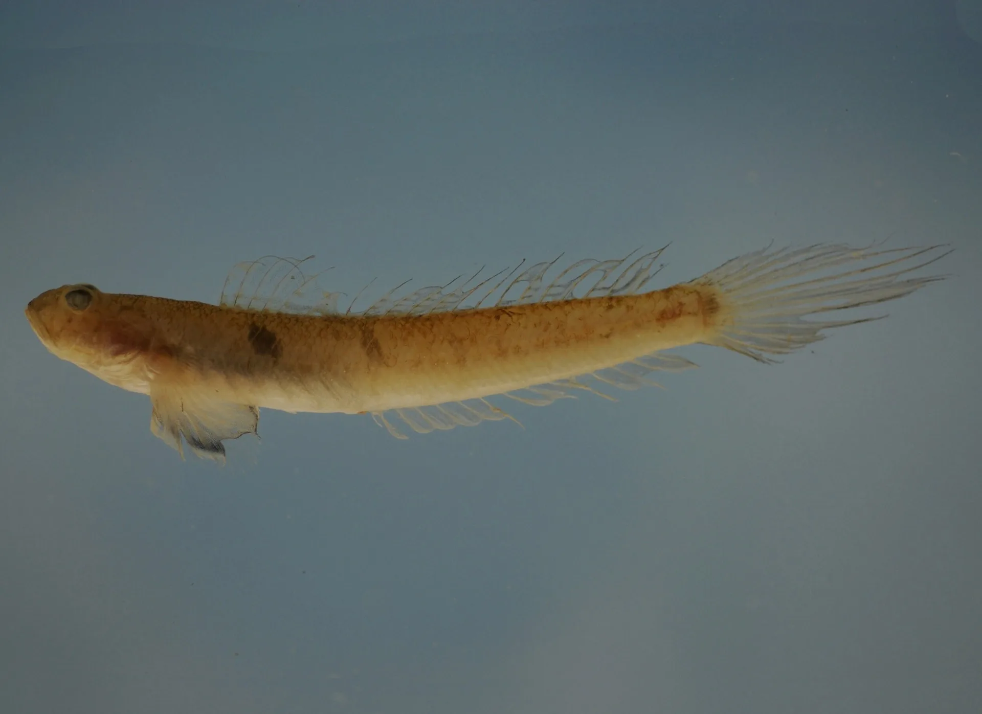 Highfin Goby