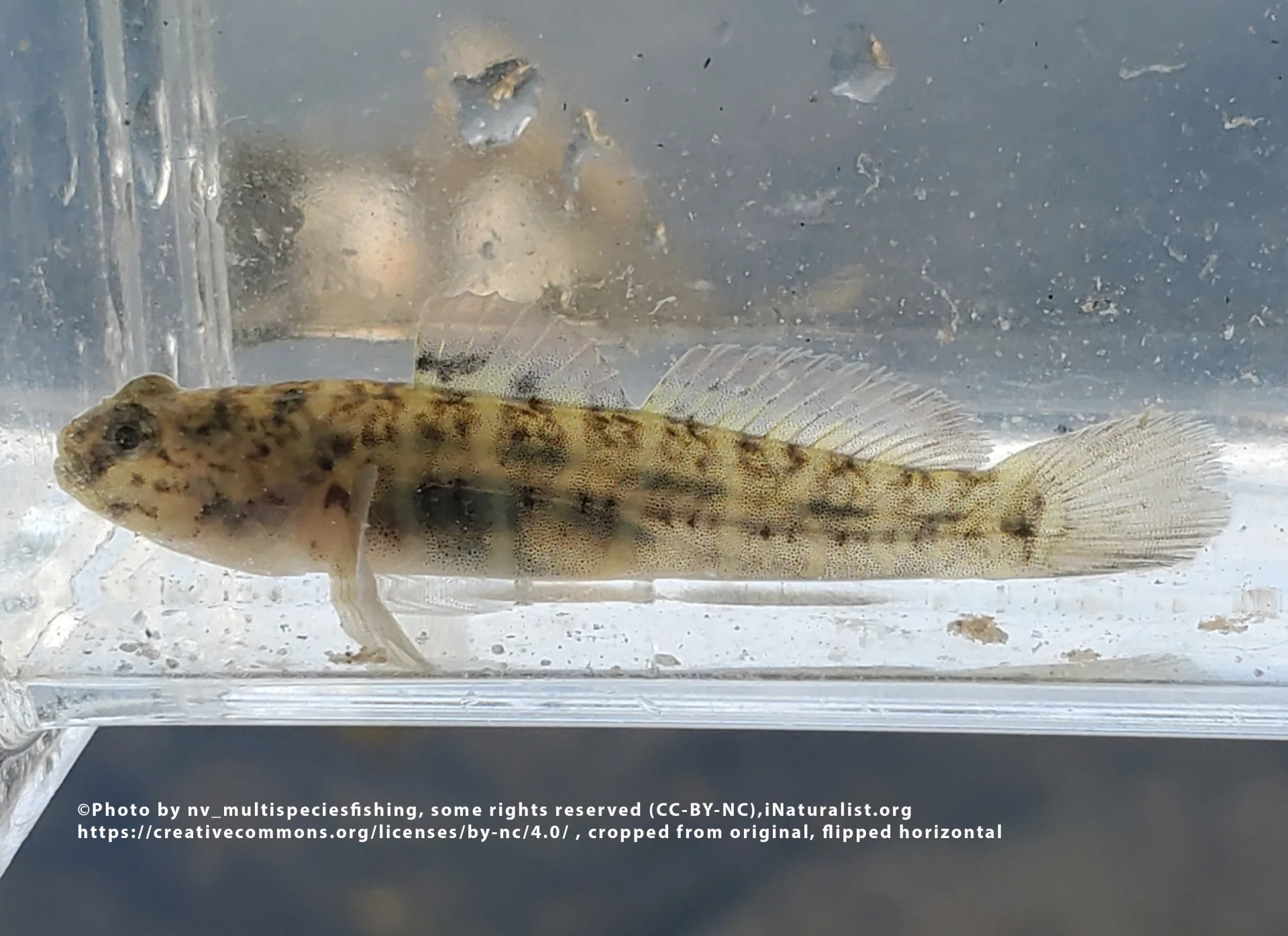 Seaboard Goby