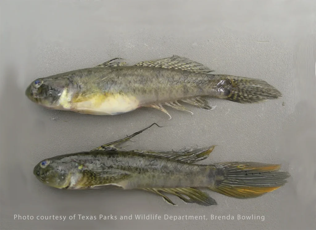 Lyre Goby