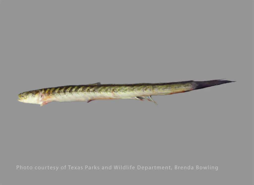 Violet Goby