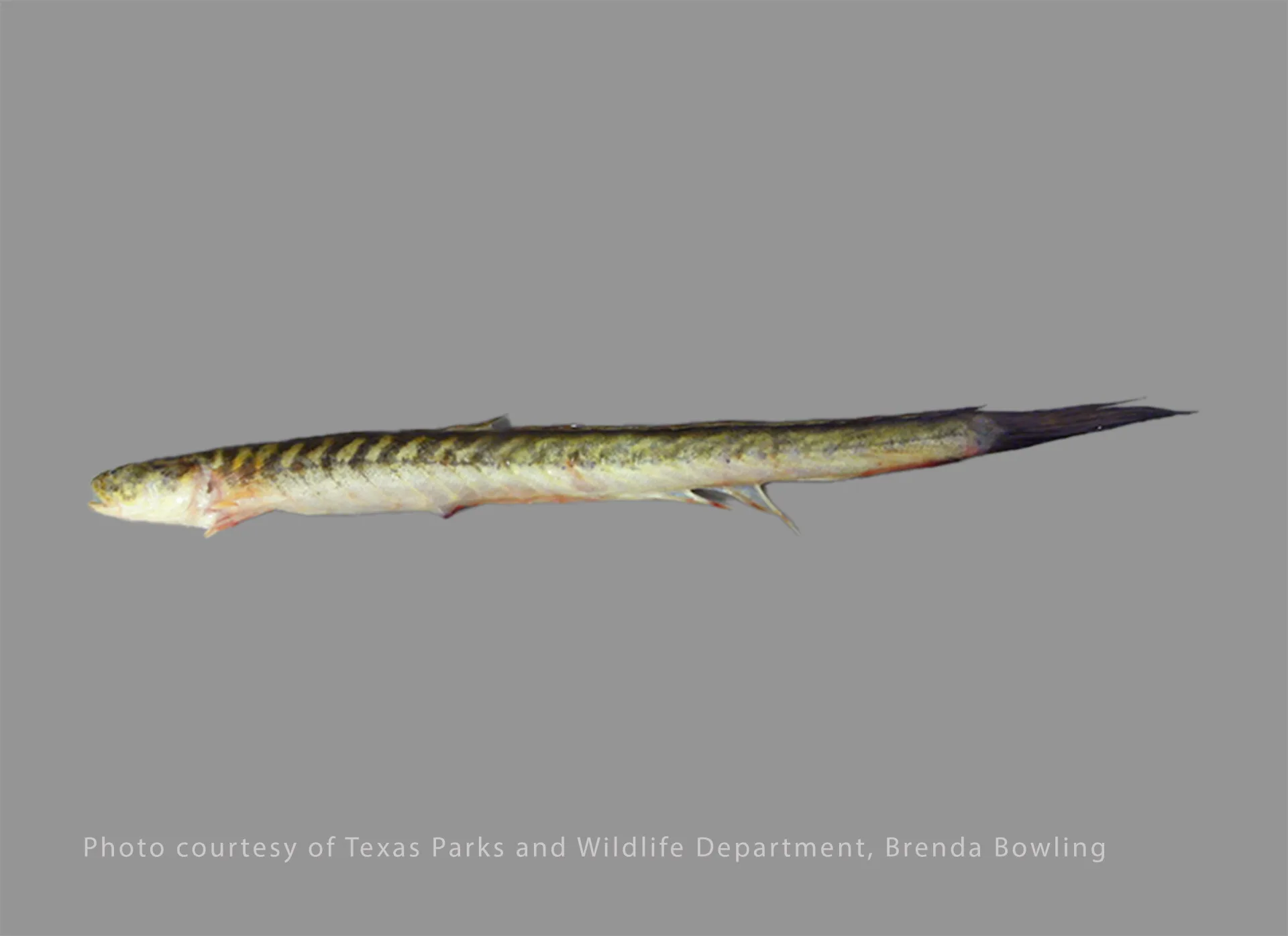 Violet Goby