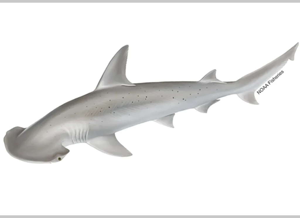 Bonnethead Shark