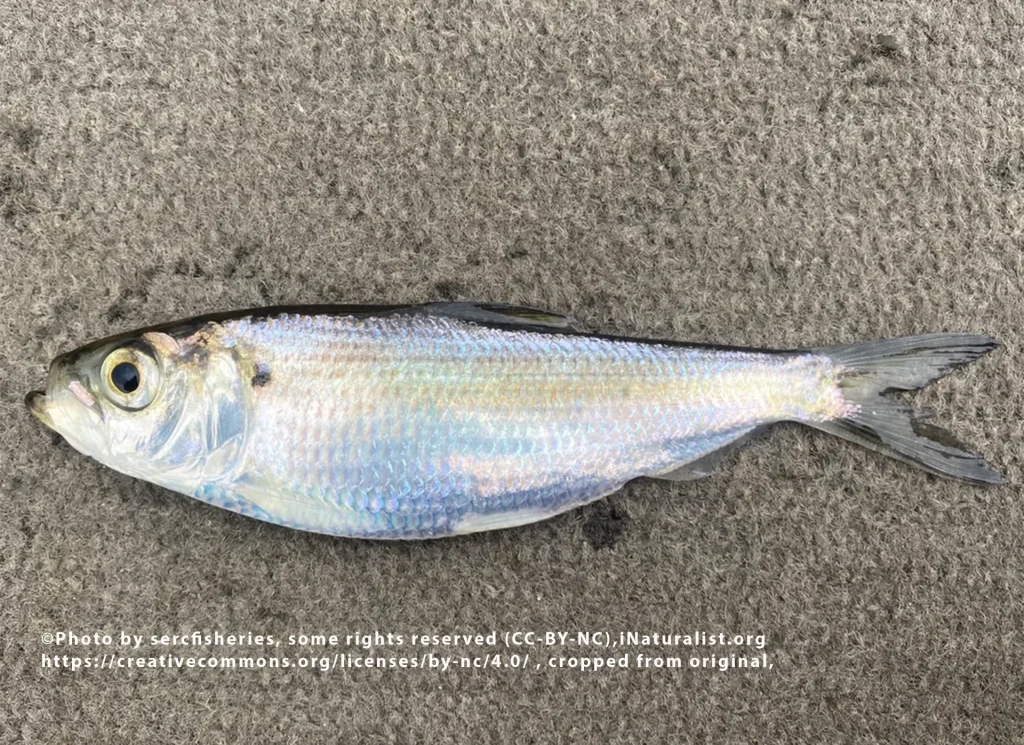 Blueback Herring