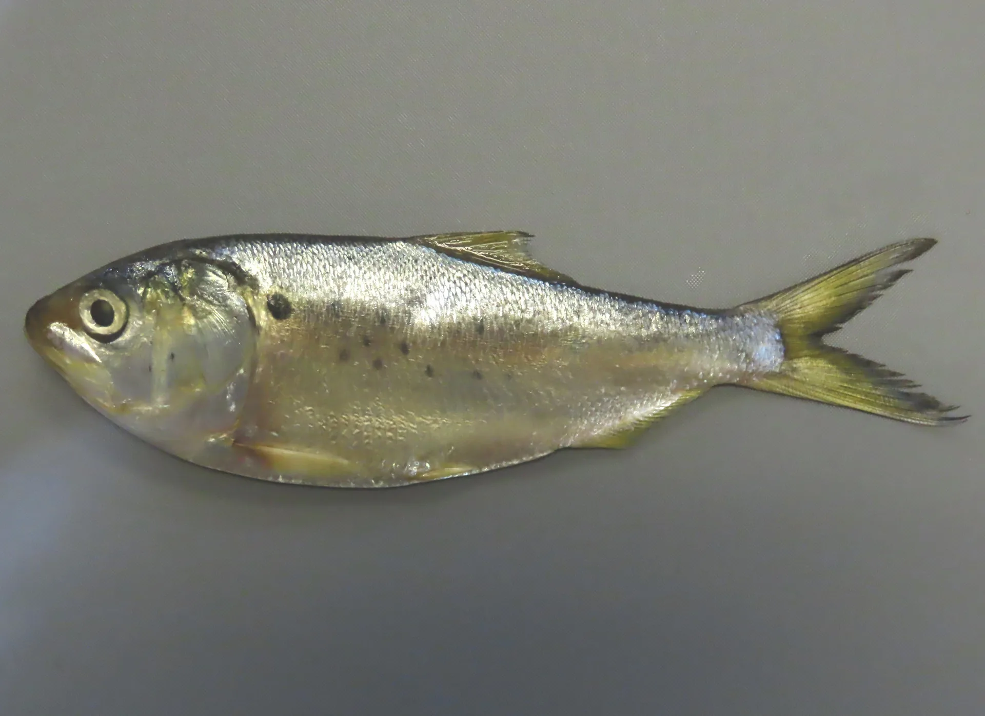 Atlantic Menhaden