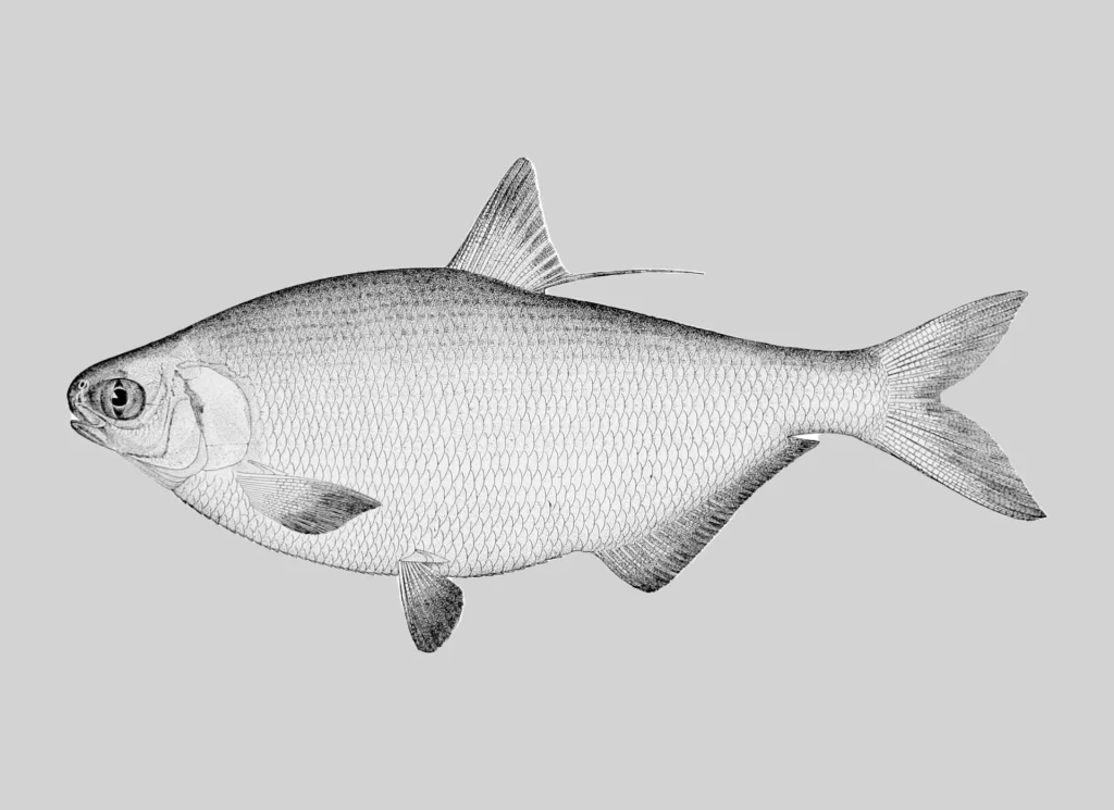 Gizzard Shad