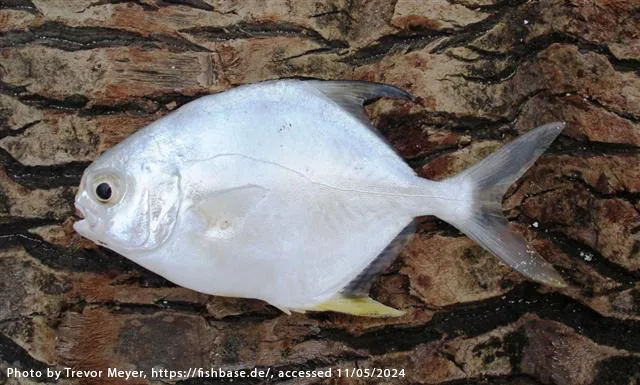 Florida Pompano Juvenile