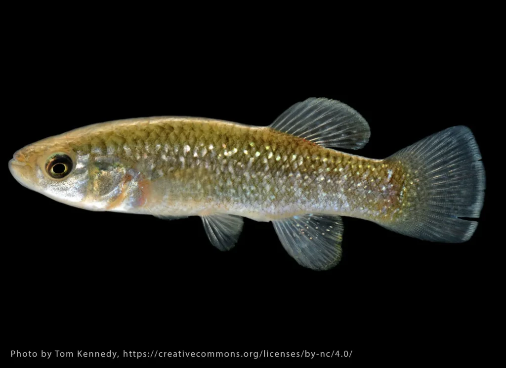 Gulf Killifish