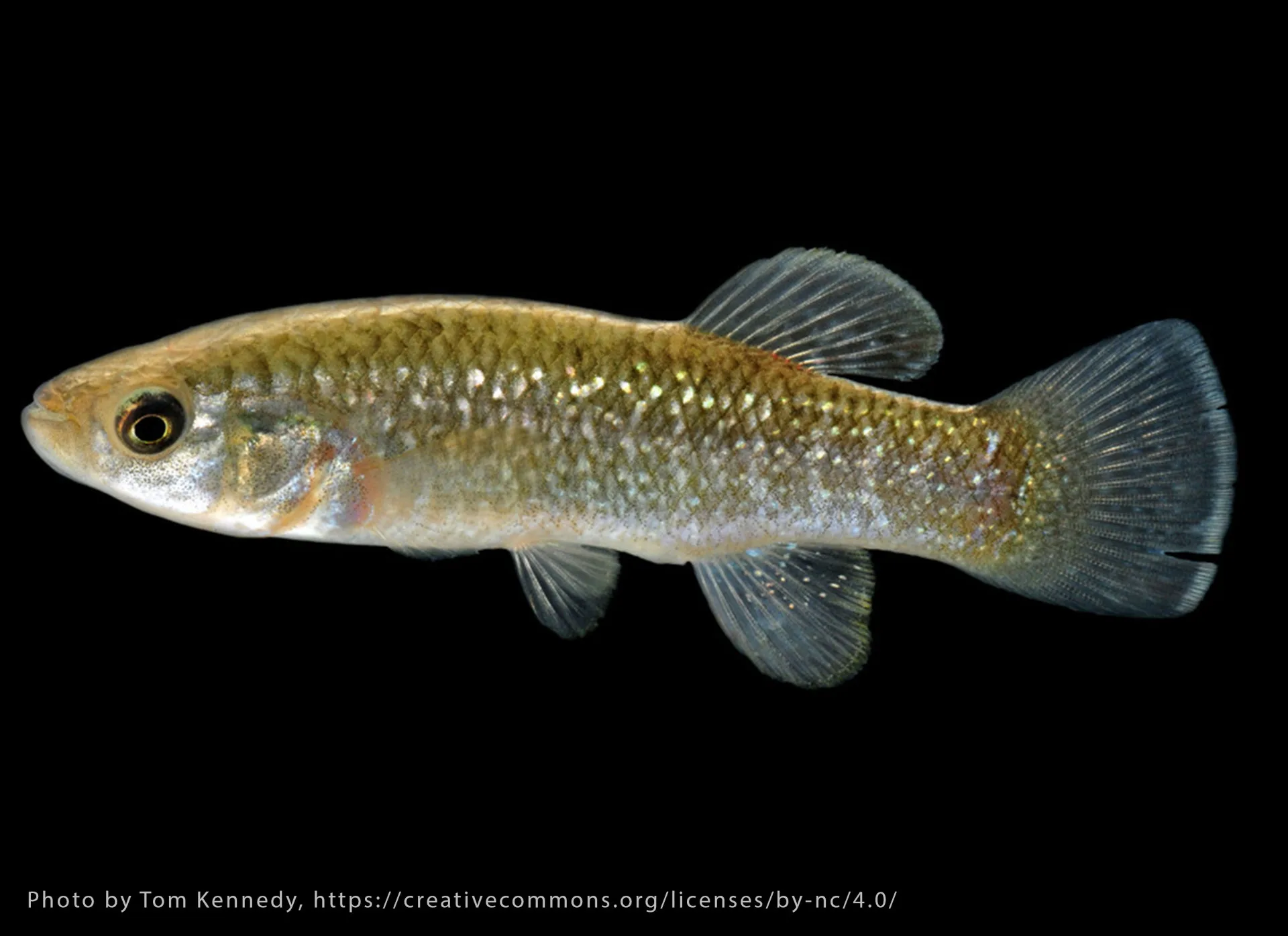 Gulf Killifish