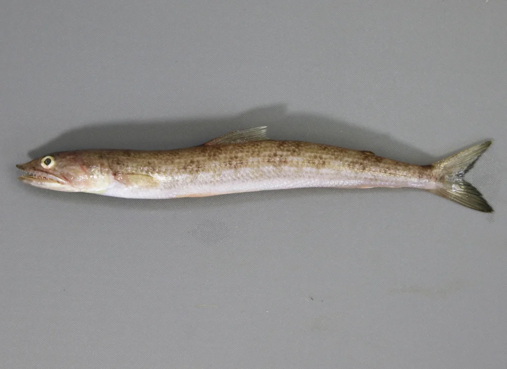 Inshore Lizardfish
