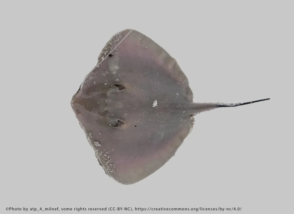 Bluntnose Stingray