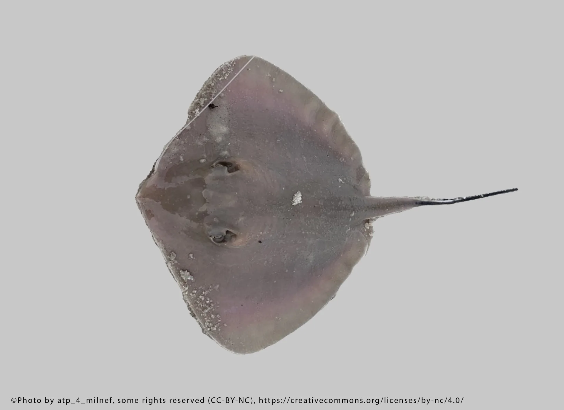 Bluntnose Stingray