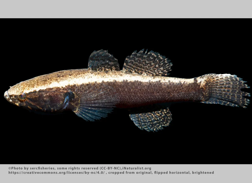 Largescaled Spinycheek Sleeper