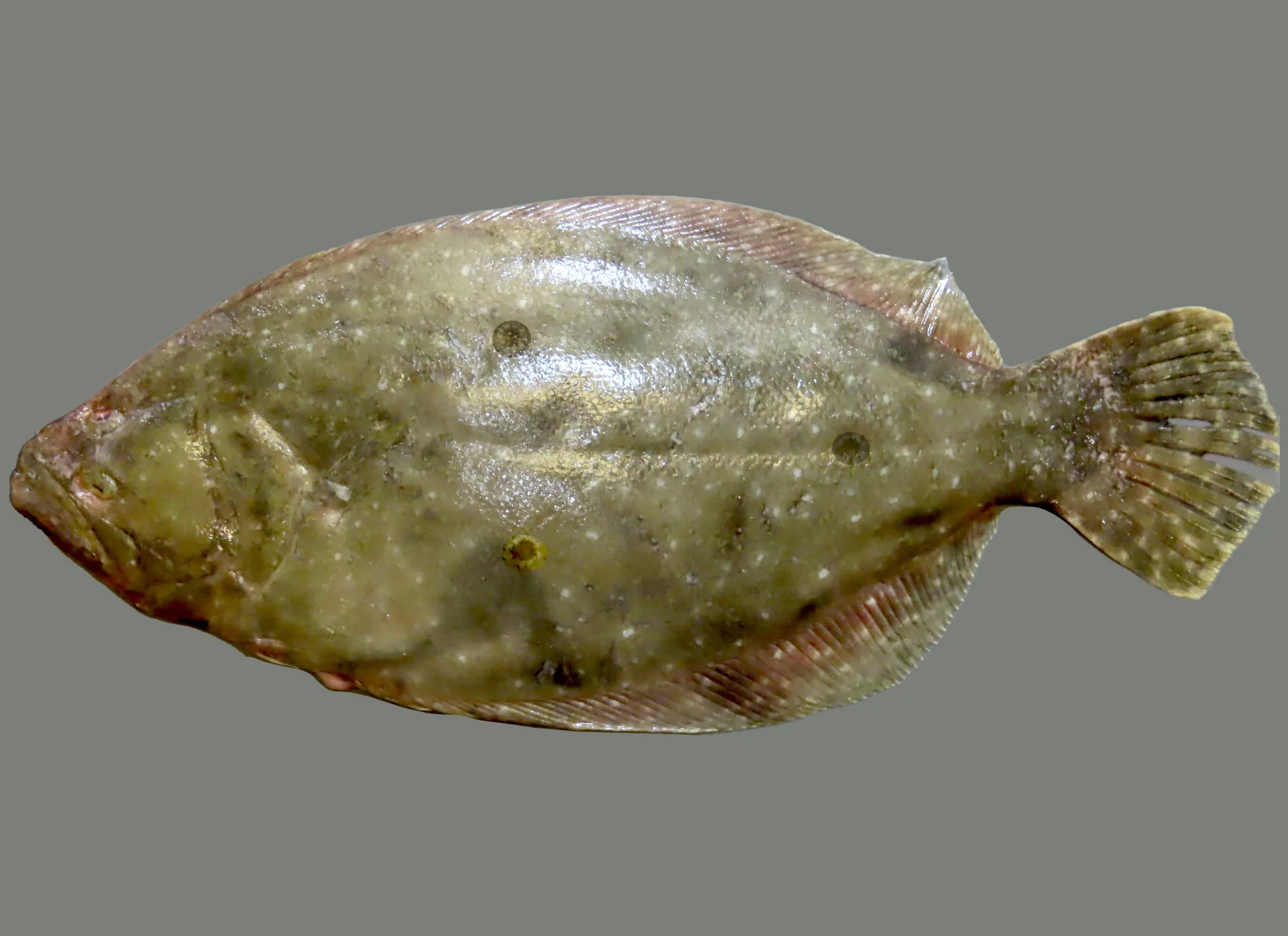 Gulf Flounder