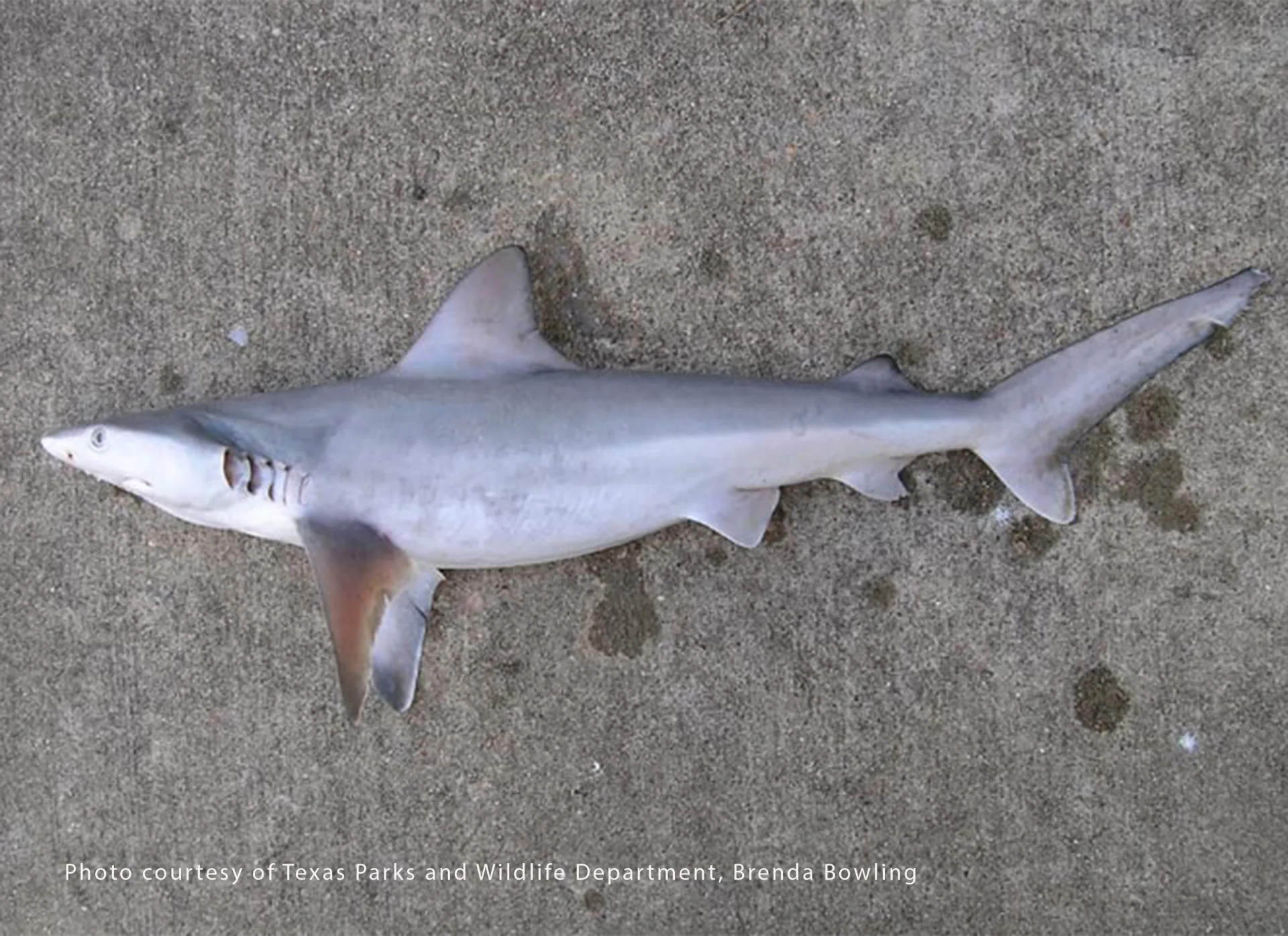 Dusky Shark
