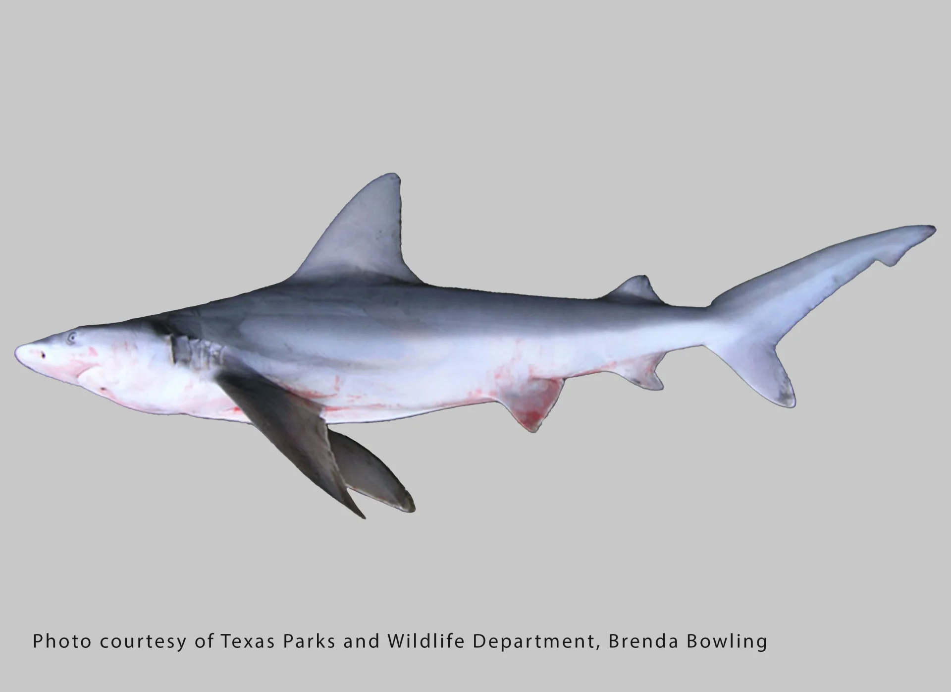 Sandbar Shark