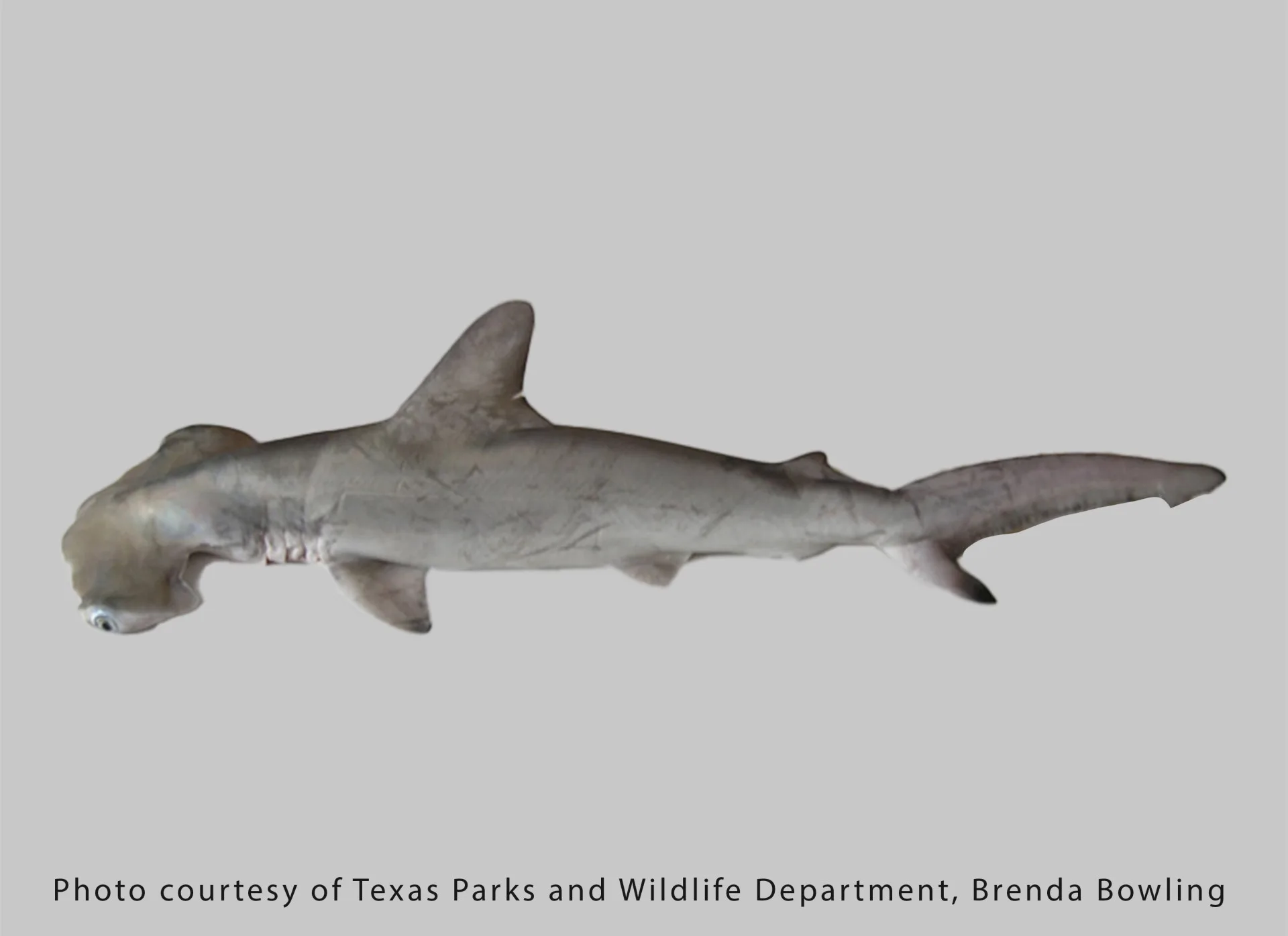 Scalloped Hammerhead Shark
