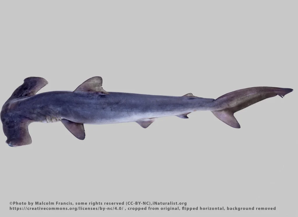 Smooth Hammerhead Shark