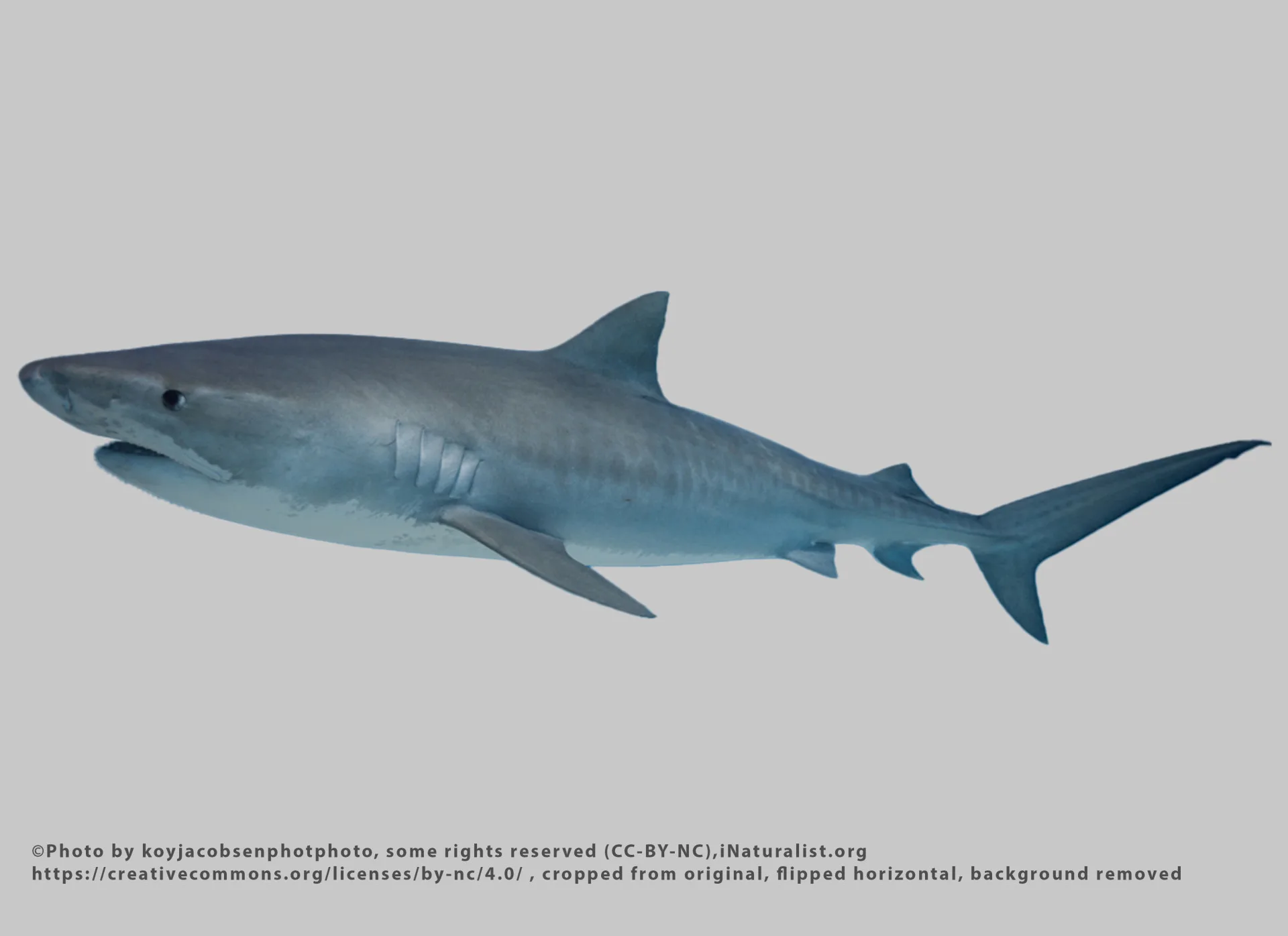 Tiger Shark