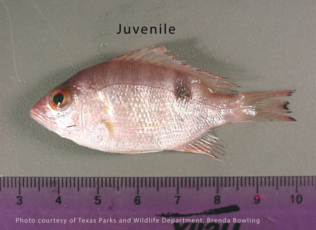 Red Snapper