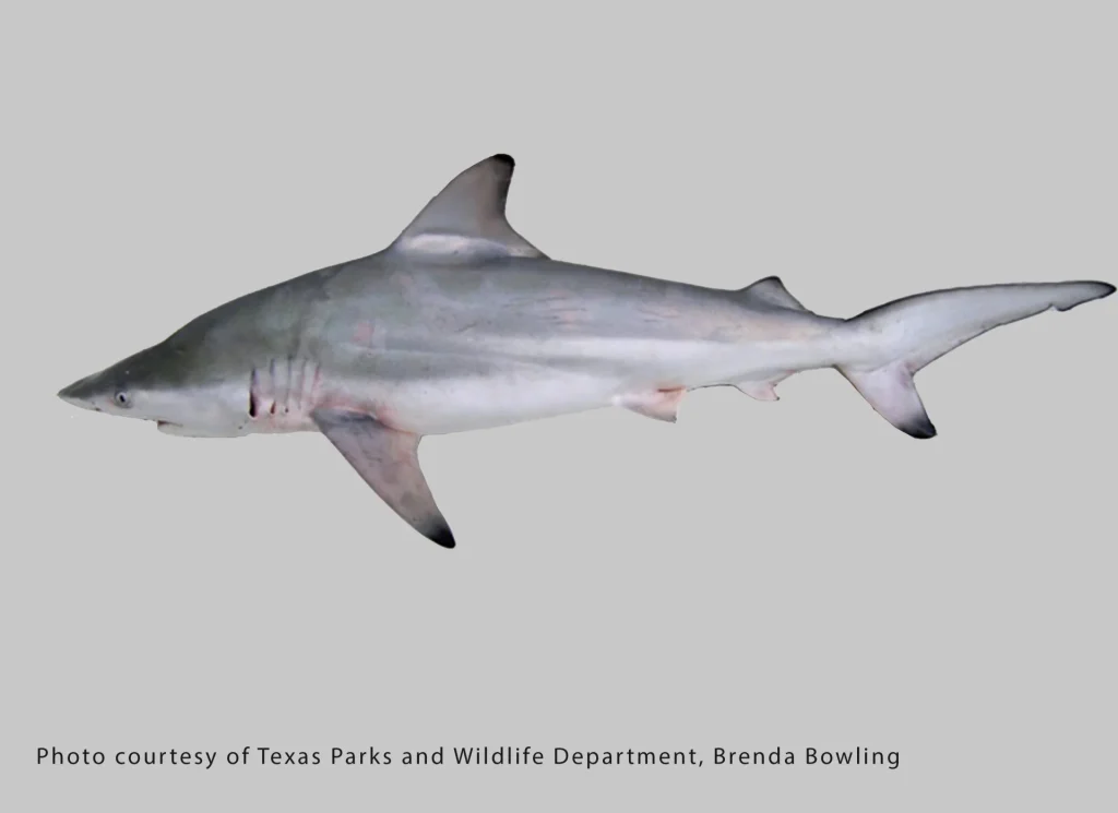 Blacktip Shark