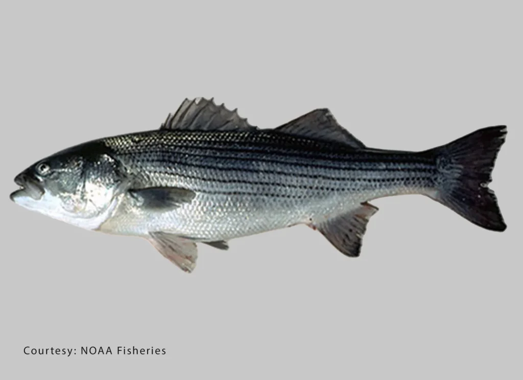 Striped Bass
