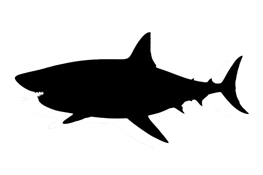 Shark Like Image