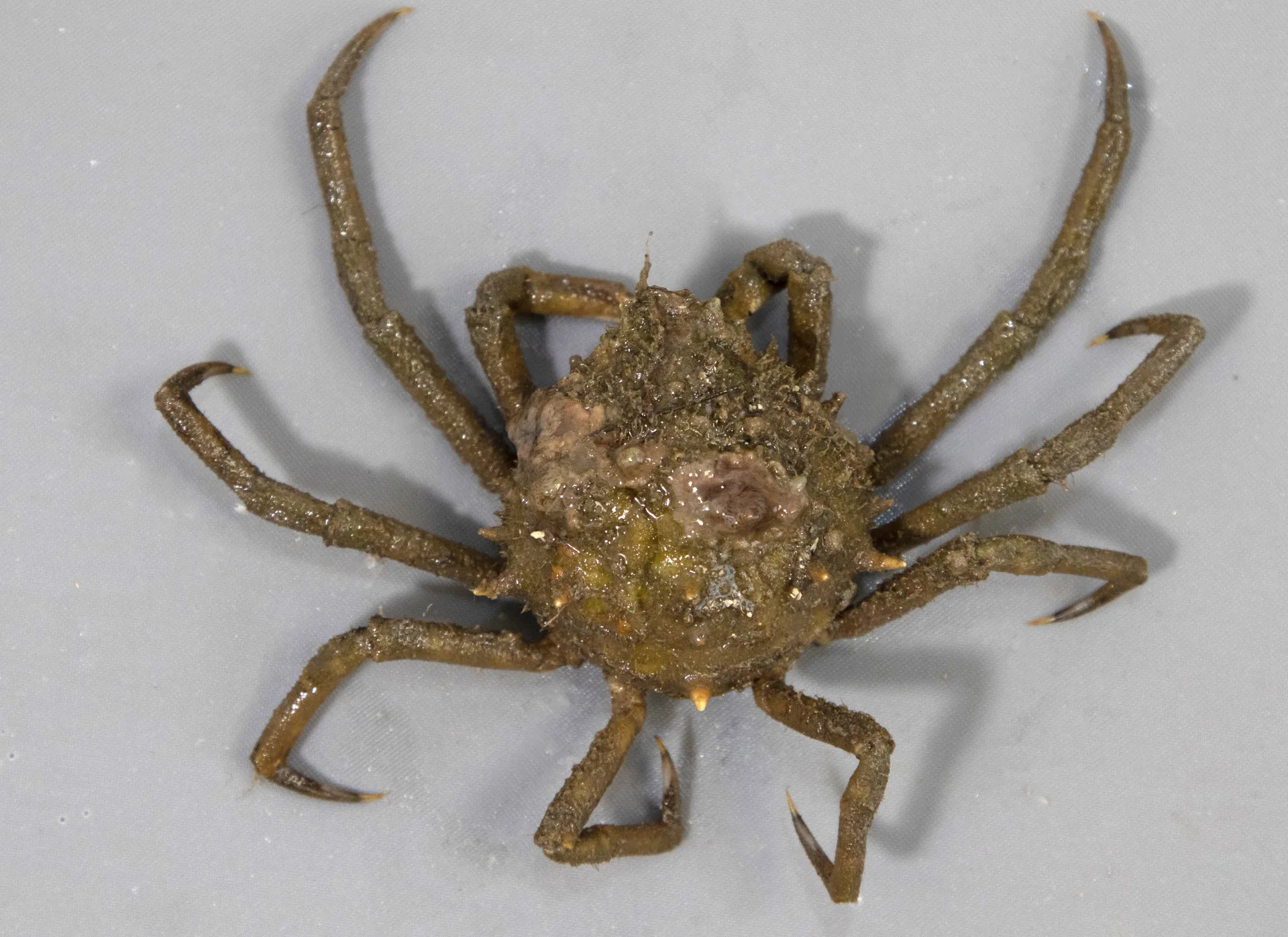 023_CrabSpider_FP