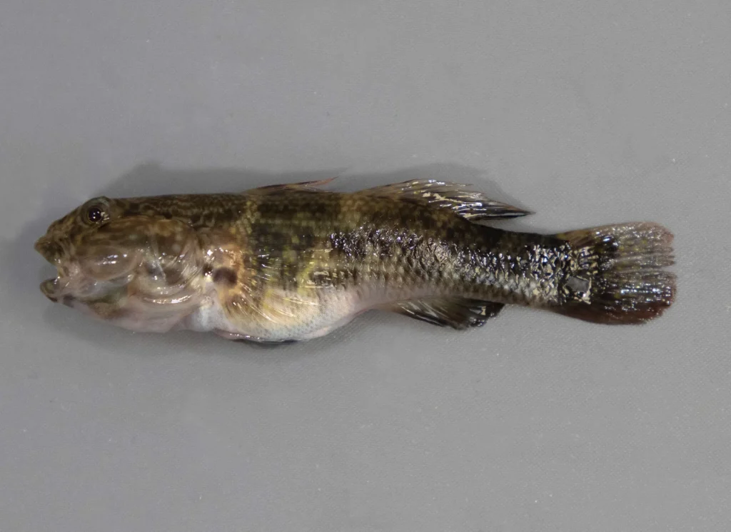 Frilled Fin Goby