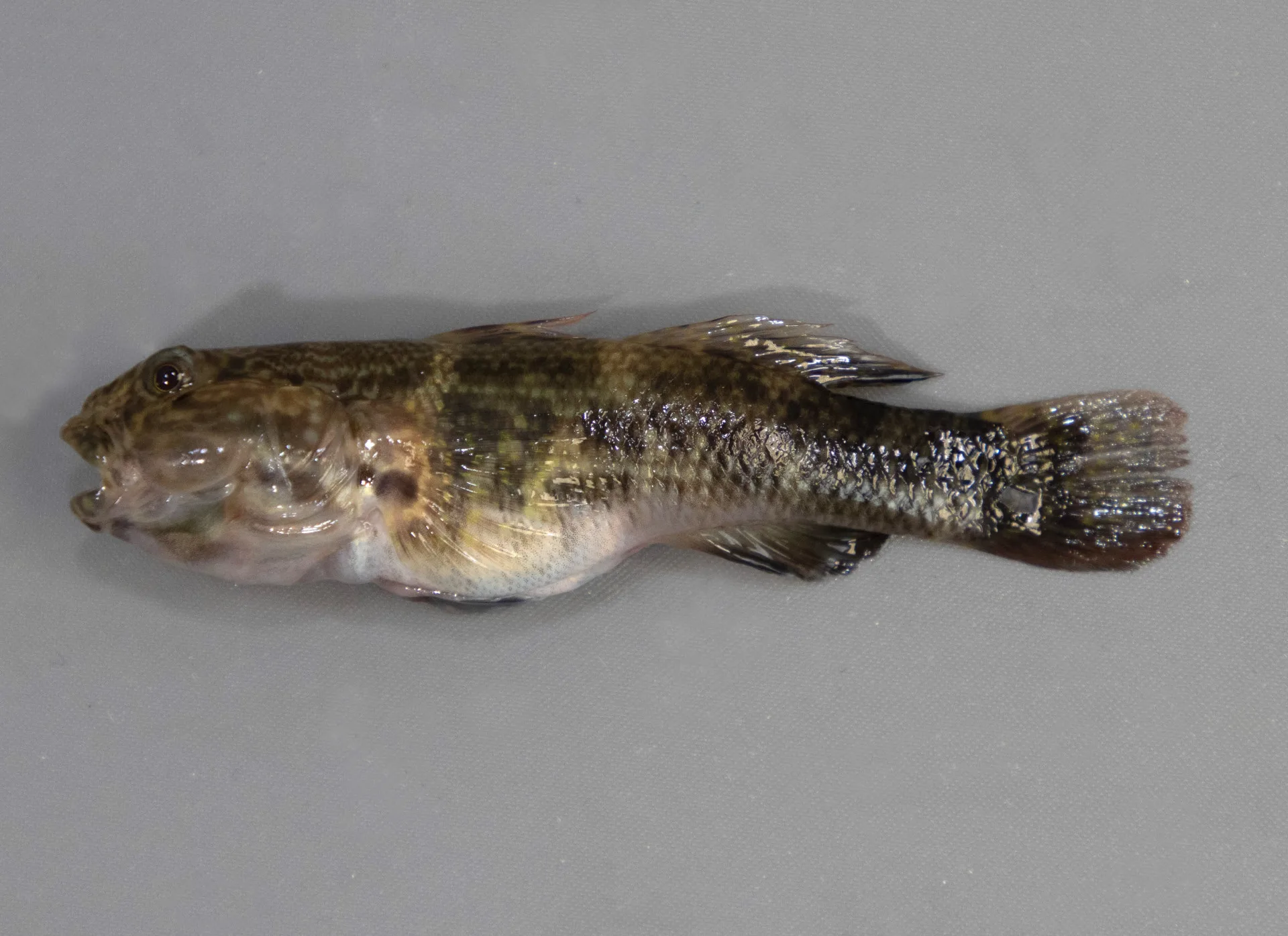 Frilled Fin Goby