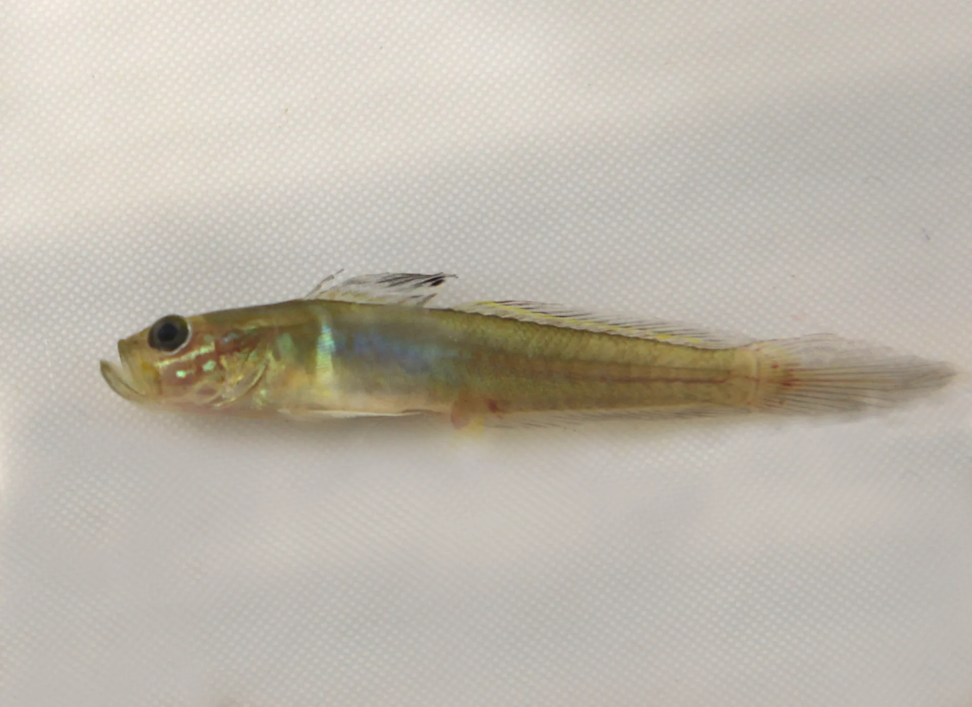 Green Goby