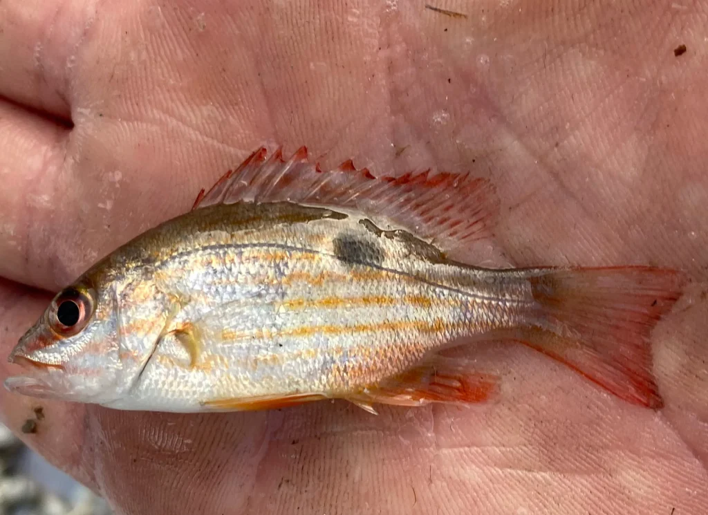 Lane Snapper Juv